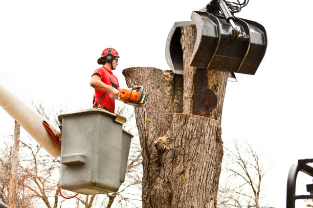  Golden Valley, MN Tree Removal Services Pros